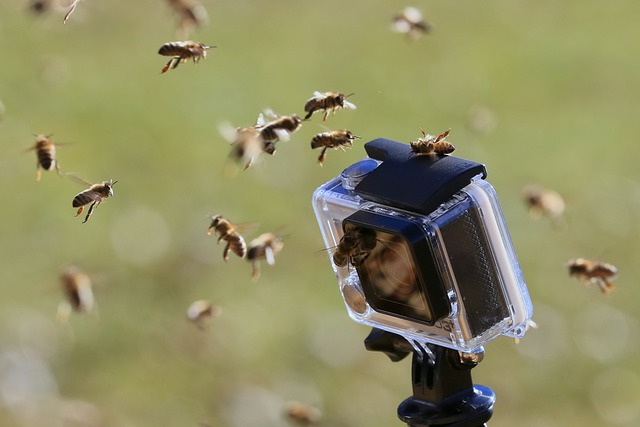 Free download go pro bees onsects camera free picture to be edited with GIMP free online image editor