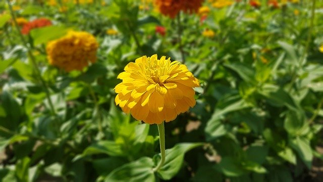 ดาวน์โหลดฟรี Gorgeous Bright Nature - ภาพถ่ายหรือรูปภาพฟรีที่จะแก้ไขด้วยโปรแกรมแก้ไขรูปภาพออนไลน์ GIMP