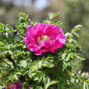 Gorgeous flower  screen for extension Chrome web store in OffiDocs Chromium