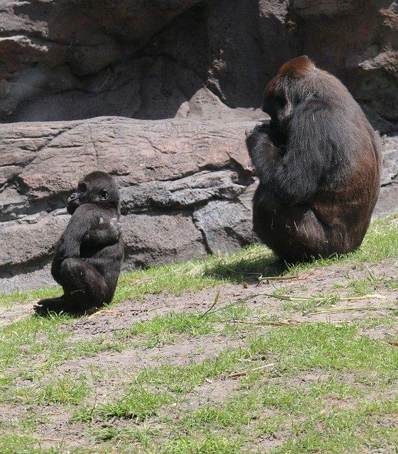 무료 다운로드 Gorilla And Baby Photo Taken At - 무료 사진 또는 김프 온라인 이미지 편집기로 편집할 사진