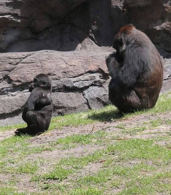 Free download Gorilla And Baby Photo Taken At -  free photo or picture to be edited with GIMP online image editor
