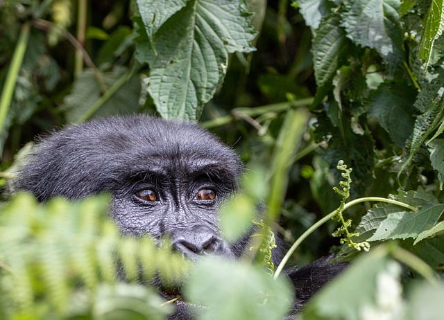 Muat turun percuma gambar percuma primata hutan haiwan gorila untuk diedit dengan editor imej dalam talian percuma GIMP