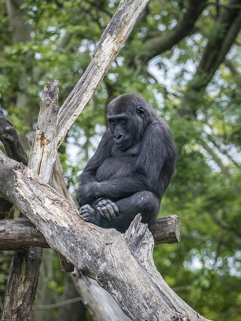 Template Photo Gorilla Animal Monkey -  for OffiDocs