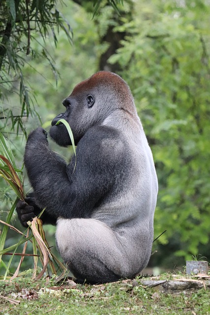 Free download gorilla animal wildlife free picture to be edited with GIMP free online image editor