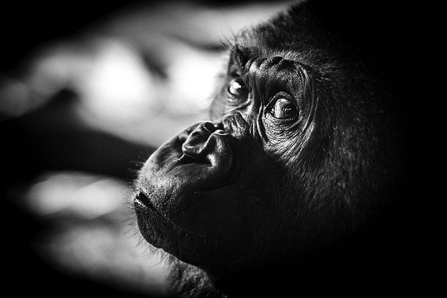 Free download gorilla ape animal monochrome free picture to be edited with GIMP free online image editor