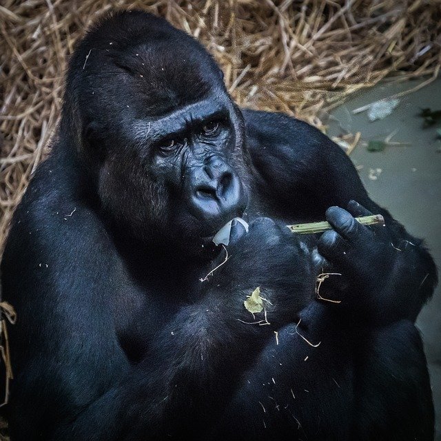 ดาวน์โหลดฟรี Gorilla Ape Monkey - ภาพถ่ายหรือรูปภาพฟรีที่จะแก้ไขด้วยโปรแกรมแก้ไขรูปภาพออนไลน์ GIMP