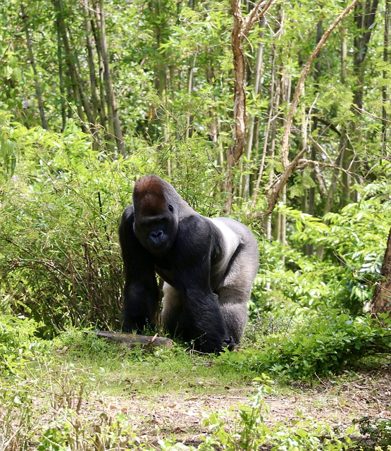 Free download gorilla ape monkey primate free picture to be edited with GIMP free online image editor