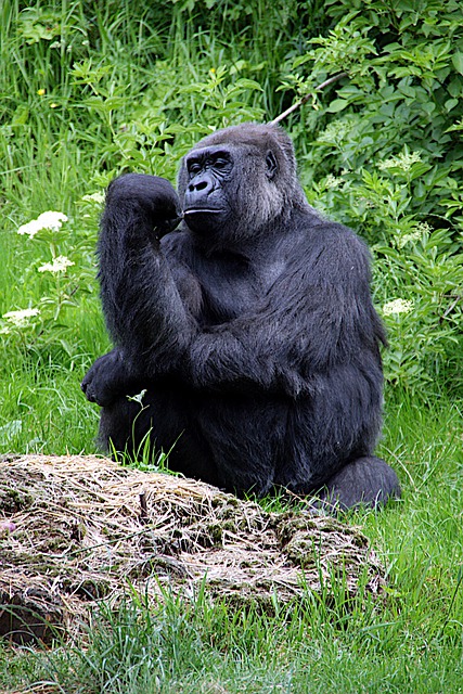 Free download gorilla ape primate animal zoo free picture to be edited with GIMP free online image editor