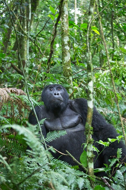 免费下载大猩猩猿灵长类动物丛林树叶免费图片可使用 GIMP 免费在线图像编辑器进行编辑