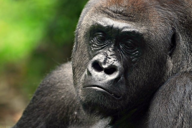Free download gorilla ape primate wild animal free picture to be edited with GIMP free online image editor