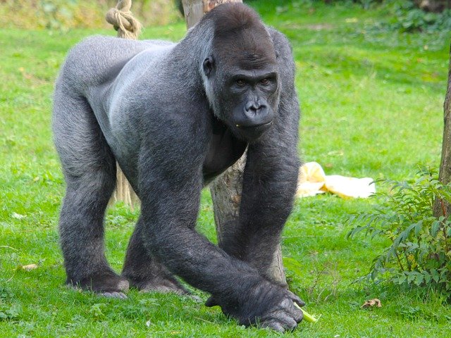 Gorilla Ape Wildlife'ı ücretsiz indirin - GIMP çevrimiçi resim düzenleyici ile düzenlenecek ücretsiz fotoğraf veya resim