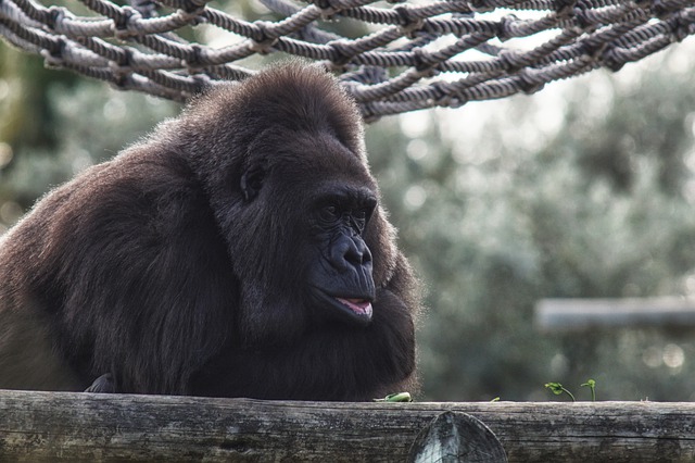 Free download gorilla ape zoo wildlife free picture to be edited with GIMP free online image editor