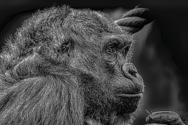 Free download Gorilla Female Melancholic -  free photo or picture to be edited with GIMP online image editor