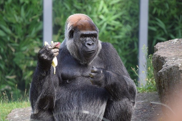 Free download Gorilla Food Zoo -  free photo or picture to be edited with GIMP online image editor
