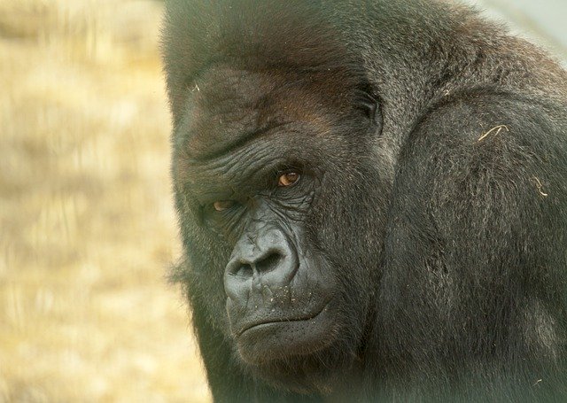 Free download Gorilla Looking Stare -  free photo or picture to be edited with GIMP online image editor