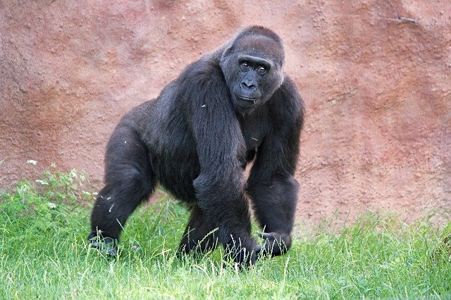 Free download Gorilla Lowland Primate -  free photo or picture to be edited with GIMP online image editor