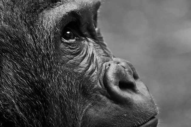 Free download gorilla monkey animal overview free picture to be edited with GIMP free online image editor
