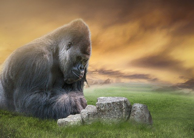 Безкоштовно завантажте зображення дикої природи горили мавпи мавпи, яке можна редагувати за допомогою безкоштовного онлайн-редактора зображень GIMP