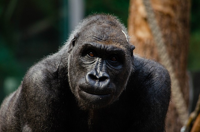 Free download gorilla monkey ape primate mammal free picture to be edited with GIMP free online image editor