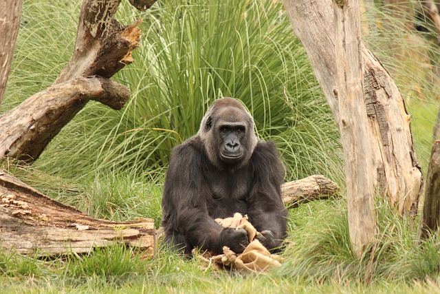 Free download gorilla monkey ape primate zoo free picture to be edited with GIMP free online image editor