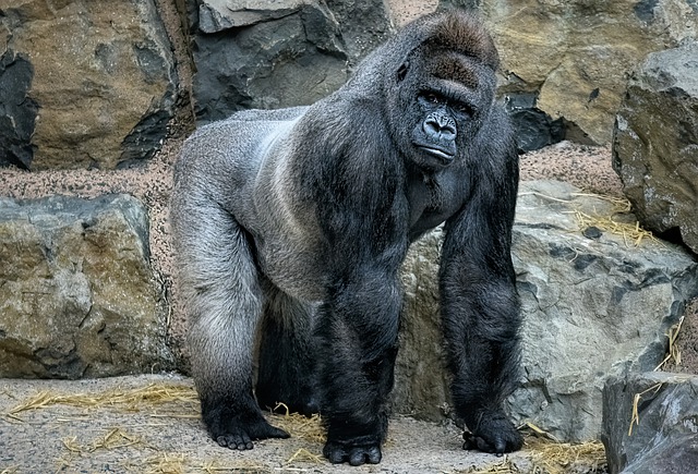 Free download gorilla primate animal ape zoo free picture to be edited with GIMP free online image editor