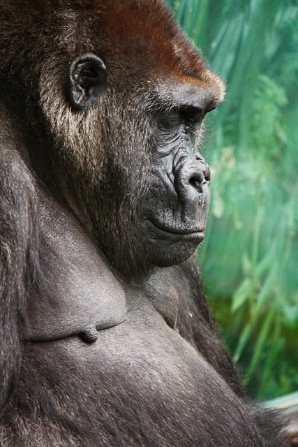 Free download gorilla primate animal nature free picture to be edited with GIMP free online image editor