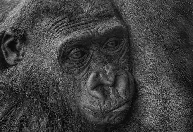 Free download gorilla primate ape baby gorilla free picture to be edited with GIMP free online image editor