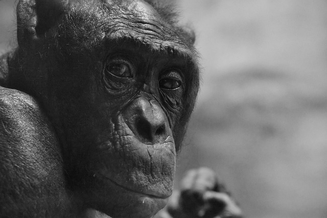 Free download gorilla primate ape monkey free picture to be edited with GIMP free online image editor