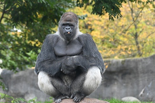 Free download gorilla primate ape monkey bokito free picture to be edited with GIMP free online image editor