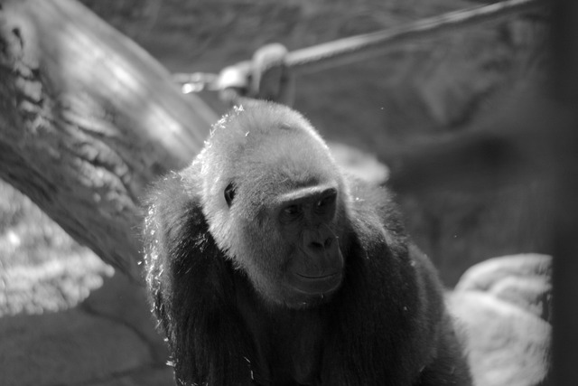 Free download gorilla primate ape wild creature free picture to be edited with GIMP free online image editor
