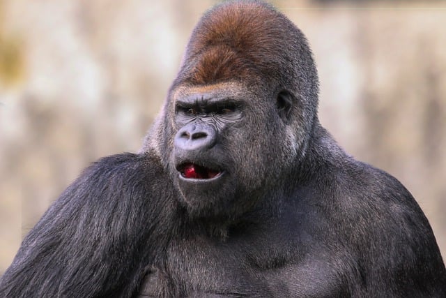 Free download gorilla primate mammal animal ape free picture to be edited with GIMP free online image editor