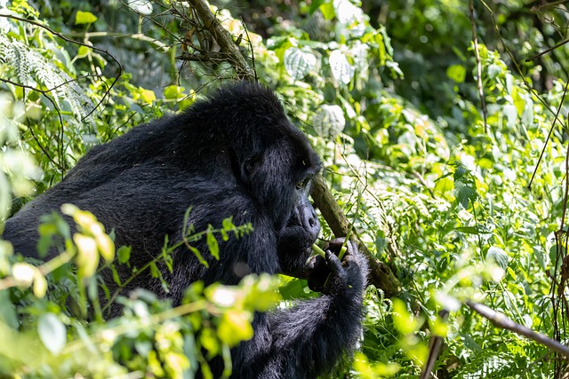 Free download gorilla silverback jungle wildlife free picture to be edited with GIMP free online image editor