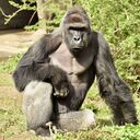 Gorilla Wallpaper  screen for extension Chrome web store in OffiDocs Chromium