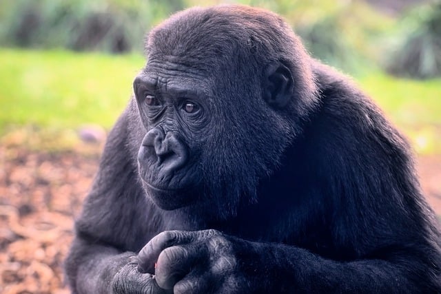 Free download gorilla western lowland gorilla free picture to be edited with GIMP free online image editor