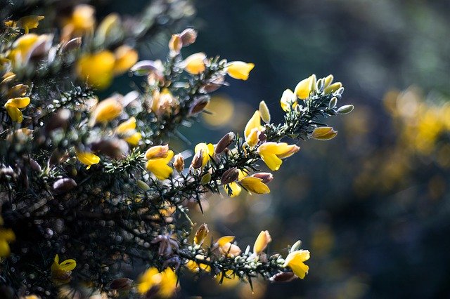 Unduh gratis Gorse Bush Broom - foto atau gambar gratis untuk diedit dengan editor gambar online GIMP