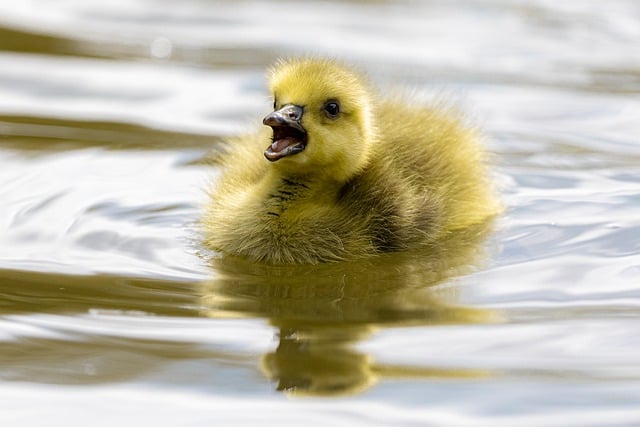 Free download gosling chick bird baby goose free picture to be edited with GIMP free online image editor