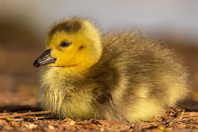 Free download gosling goose bird chick baby free picture to be edited with GIMP free online image editor