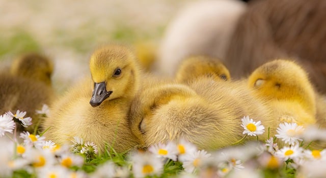 Free download goslings geese birds spring free picture to be edited with GIMP free online image editor