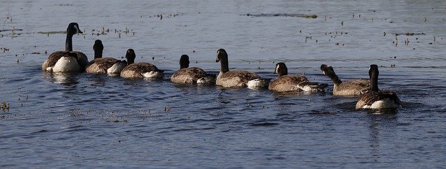 Безкоштовно завантажте Goslings Geese Chicks — безкоштовну фотографію чи зображення для редагування за допомогою онлайн-редактора зображень GIMP