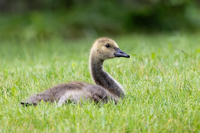 Free download gosling spring grass resting baby free picture to be edited with GIMP free online image editor