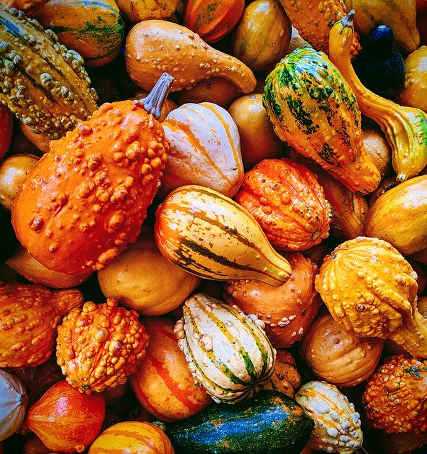 Template Photo Gourds Autumn Fall - para sa OffiDocs