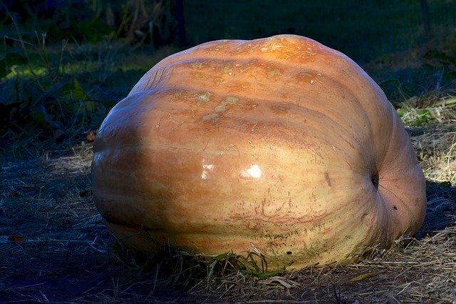 Free download Gourd Yellow Autumn -  free photo or picture to be edited with GIMP online image editor