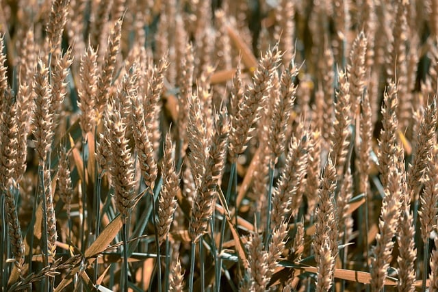 Free download grain corn stalks stalks spike free picture to be edited with GIMP free online image editor