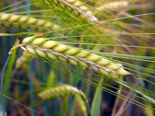 Скачать бесплатно Grain Ear Close Up - бесплатную фотографию или картинку для редактирования с помощью онлайн-редактора изображений GIMP