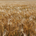 Grain field  screen for extension Chrome web store in OffiDocs Chromium