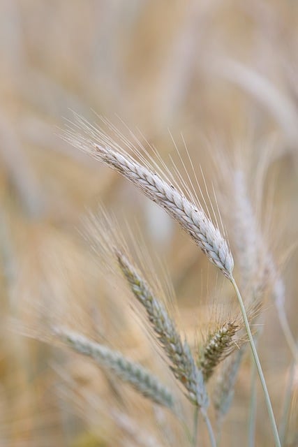 Free download grain field agriculture summer free picture to be edited with GIMP free online image editor