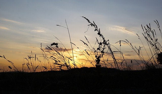 Free download Grain Field Bread -  free photo or picture to be edited with GIMP online image editor