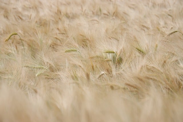 Free download grain field spike agriculture wheat free picture to be edited with GIMP free online image editor