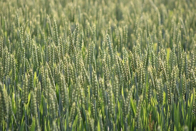 Free download grain grain field field agriculture free picture to be edited with GIMP free online image editor