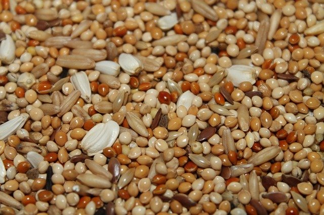 Free download Grain Grains Seeds -  free photo or picture to be edited with GIMP online image editor